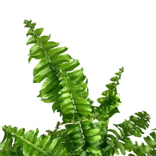 Load image into Gallery viewer, Fern, 4in, Boston Ariane