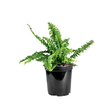 Load image into Gallery viewer, Fern, 4in, Boston Ariane