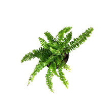 Load image into Gallery viewer, Fern, 4in, Boston Ariane