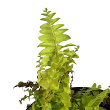 Load image into Gallery viewer, Fern, 4in, Boston Blonde