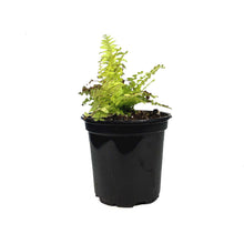 Load image into Gallery viewer, Fern, 4in, Boston Blonde