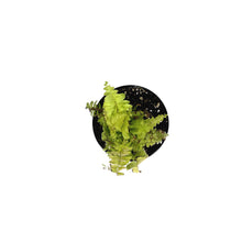 Load image into Gallery viewer, Fern, 4in, Boston Blonde