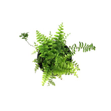 Load image into Gallery viewer, Fern, 4in, Boston Nevada