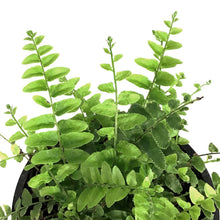Load image into Gallery viewer, Fern, 4in, Boston Nevada