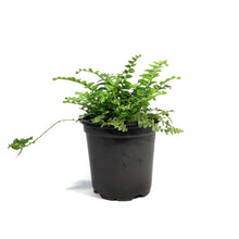 Load image into Gallery viewer, Fern, 4in, Boston Nevada