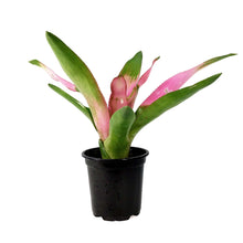 Load image into Gallery viewer, Bromeliad, 4in, Cotton Candy