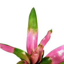 Load image into Gallery viewer, Bromeliad, 4in, Cotton Candy