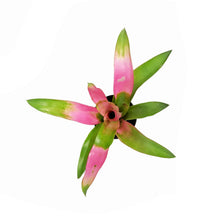 Load image into Gallery viewer, Bromeliad, 4in, Cotton Candy