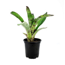 Load image into Gallery viewer, Bromeliad, 4in, Wine and Gold
