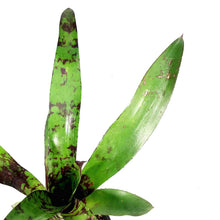 Load image into Gallery viewer, Bromeliad, 4in, Wine and Gold