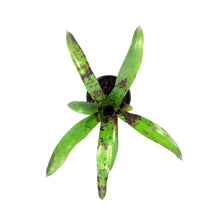 Load image into Gallery viewer, Bromeliad, 4in, Wine and Gold