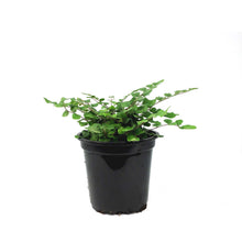 Load image into Gallery viewer, Fern, 4in, Button Pallaea
