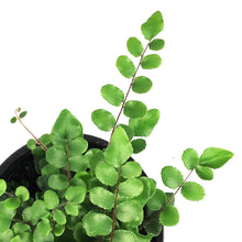 Load image into Gallery viewer, Fern, 4in, Button Pallaea