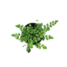 Load image into Gallery viewer, Fern, 4in, Button Pallaea