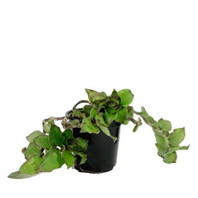 Load image into Gallery viewer, Callisia, 4in, Soconuscensis Dragon Tail