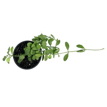 Load image into Gallery viewer, Dischidia, 4in, White Diamond