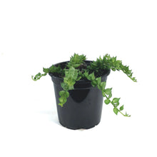 Load image into Gallery viewer, Dischidia, 4in, Ant Plant
