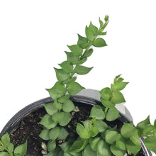 Load image into Gallery viewer, Dischidia, 4in, Ant Plant