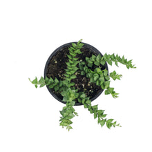Load image into Gallery viewer, Dischidia, 4in, Ant Plant