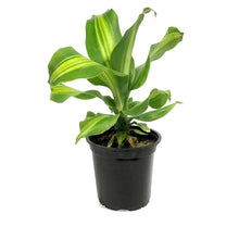 Load image into Gallery viewer, Dracaena, 4in, Golden Heart