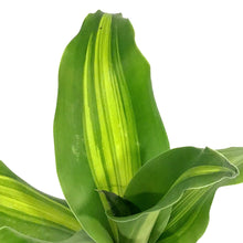 Load image into Gallery viewer, Dracaena, 4in, Golden Heart