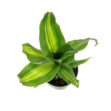 Load image into Gallery viewer, Dracaena, 4in, Golden Heart