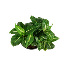 Load image into Gallery viewer, Dieffenbachia, 4in, Sublime