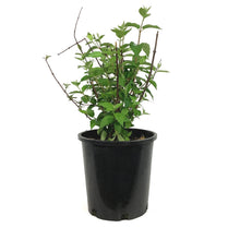 Load image into Gallery viewer, Mock Orange, 2 gal, Snow Dwarf