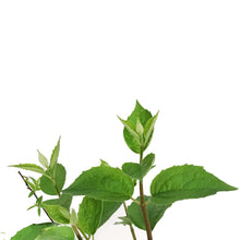 Load image into Gallery viewer, Mock Orange, 2 gal, Snow Dwarf