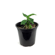 Load image into Gallery viewer, Dieffenbachia, 4in, Summer Style