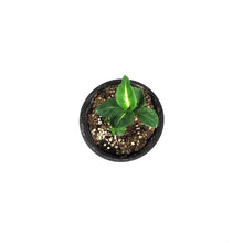 Load image into Gallery viewer, Dieffenbachia, 4in, Summer Style
