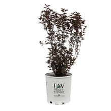 Load image into Gallery viewer, Ninebark, 2 gal, Summer Wine® Black