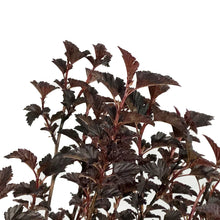 Load image into Gallery viewer, Ninebark, 2 gal, Summer Wine® Black