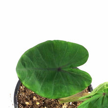 Load image into Gallery viewer, Colocasia, 4in, Royal Hawaiian® Diamond Head