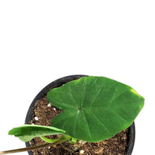 Load image into Gallery viewer, Colocasia, 4in, Royal Hawaiian® White Lava