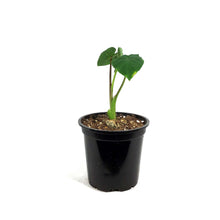 Load image into Gallery viewer, Colocasia, 4in, Royal Hawaiian® White Lava