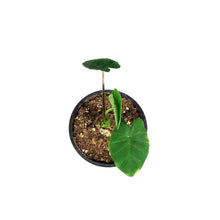 Load image into Gallery viewer, Colocasia, 4in, Royal Hawaiian® White Lava
