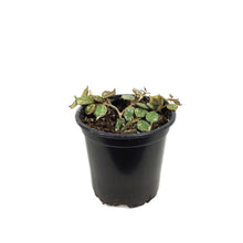 Load image into Gallery viewer, Hoya, 4in, Curtisii