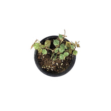 Load image into Gallery viewer, Hoya, 4in, Curtisii