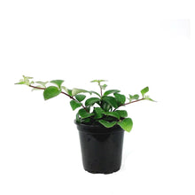 Load image into Gallery viewer, Lipstick Plant, 4in