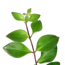 Load image into Gallery viewer, Lipstick Plant, 4in