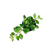 Load image into Gallery viewer, Lipstick Plant, 4in