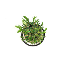 Load image into Gallery viewer, Bamboo Planter, Lucky Pagoda, 3-Tier, 5in