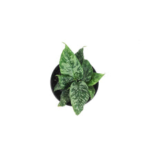 Load image into Gallery viewer, Schismatoglottis, 4in, Thailand