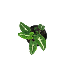 Load image into Gallery viewer, Syngonium, 4in, Wendlandii
