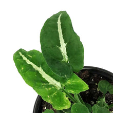 Load image into Gallery viewer, Syngonium, 4in, Wendlandii