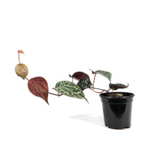 Load image into Gallery viewer, Piper, 4in, Crocatum