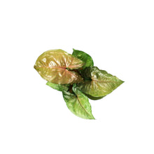 Load image into Gallery viewer, Syngonium, 4in, Mango Illusion