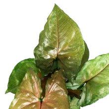 Load image into Gallery viewer, Syngonium, 4in, Mango Illusion