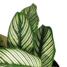 Load image into Gallery viewer, Calathea, 6in, White Star